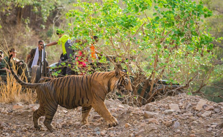 Jawai Safari Packages