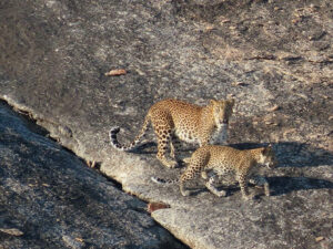 jawai leopard safari cost